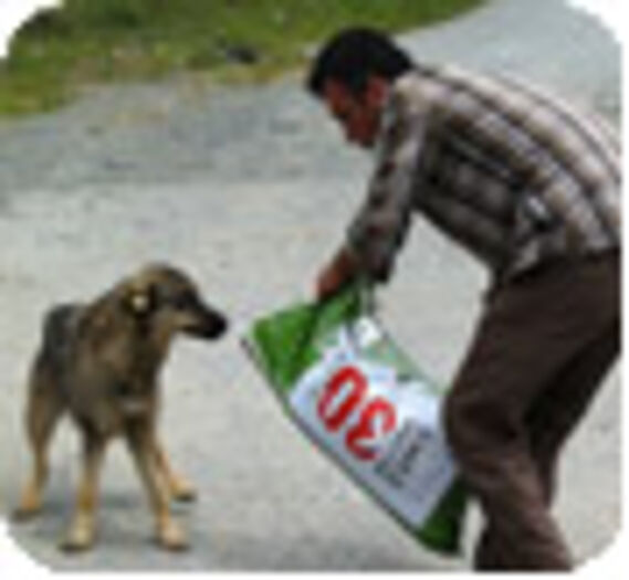 Des croquettes pour les chiens d’Istanbul