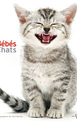 Bébés chats