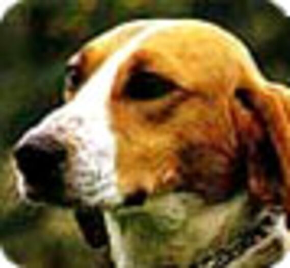 Un chien abattu d'une balle dans la nuque