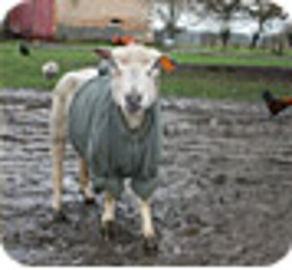 Des moutons d’abattoir secourus
