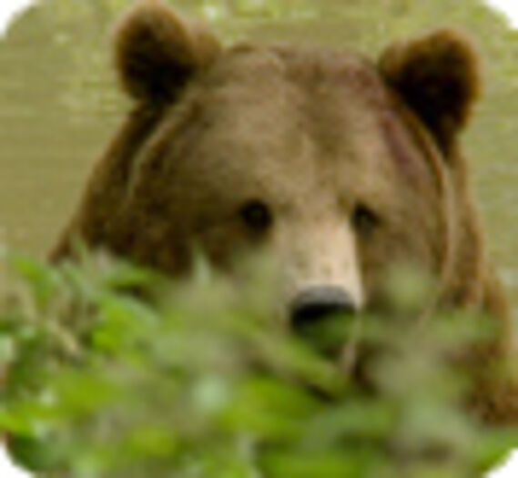 Plan Ours : Balou sorti d’une longue hibernation…