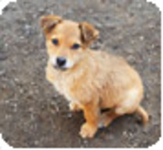 Des millions de chiens mis à mort au Sri Lanka ?