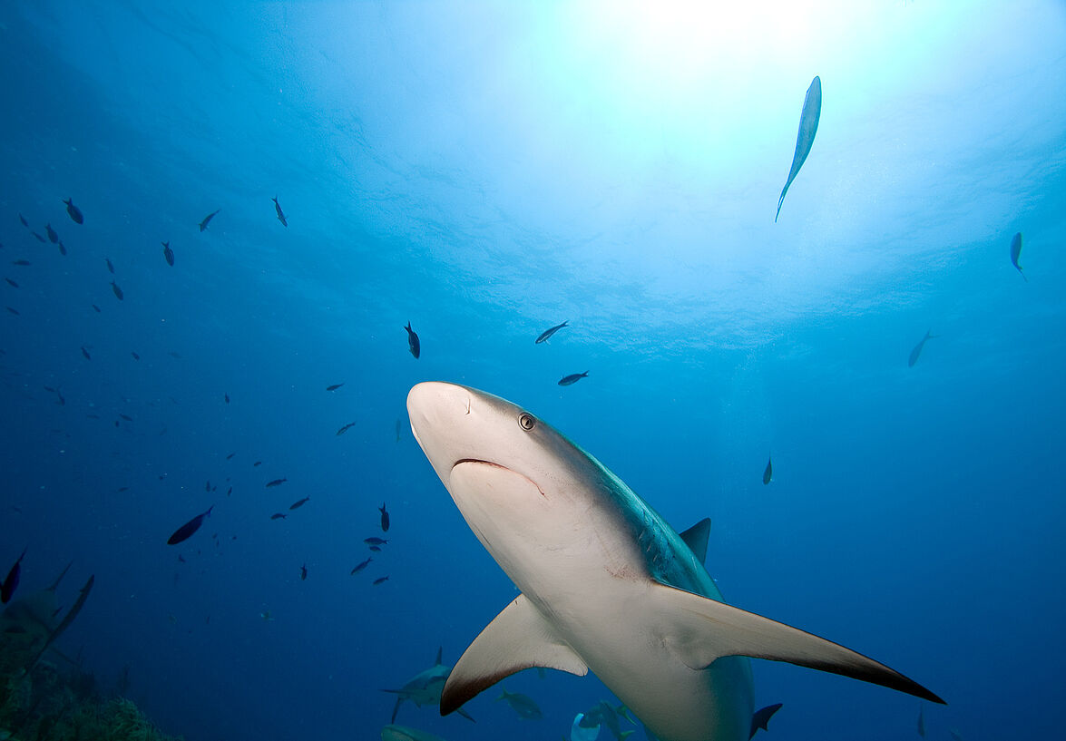 Plus d'ailerons de requins dans certains avions
