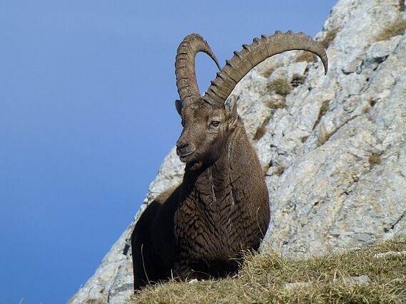 Le bouquetin au cœur d’une campagne d’abattage en Haute-Savoie