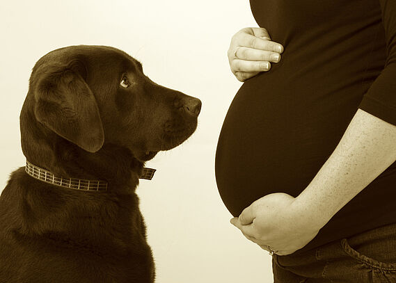 Arrivée d’un enfant : bien préparer son animal (Vidéo)
