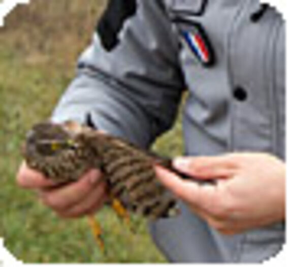 Animal sauvage blessé ou mort : que faire ?