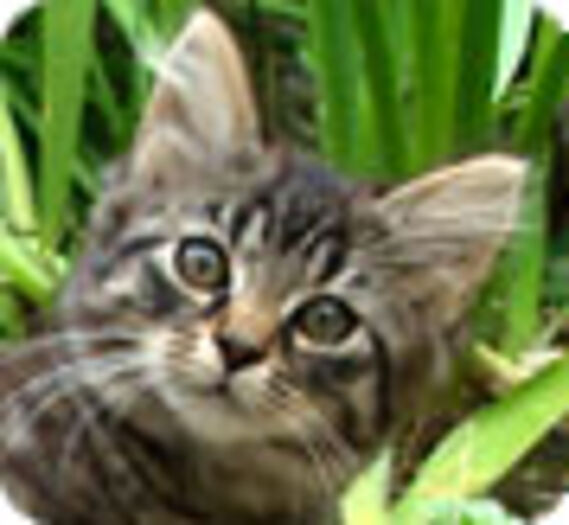 Quand certains maires exterminent les chats errants
