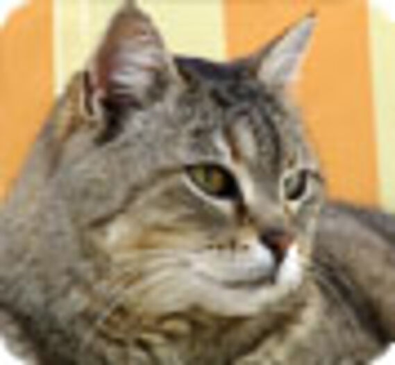 Chat dans une poubelle : une blague de (très) mauvais goût ? (vidéo)
