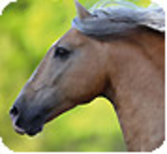 Les chevaux et les poneys
