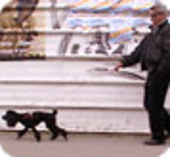 Enfin un droit pour les animaux en Espagne !