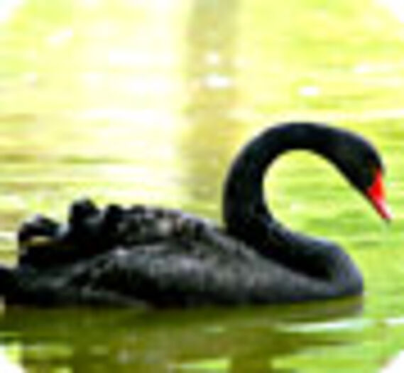 Petra, le cygne amoureux d'un pédalo
