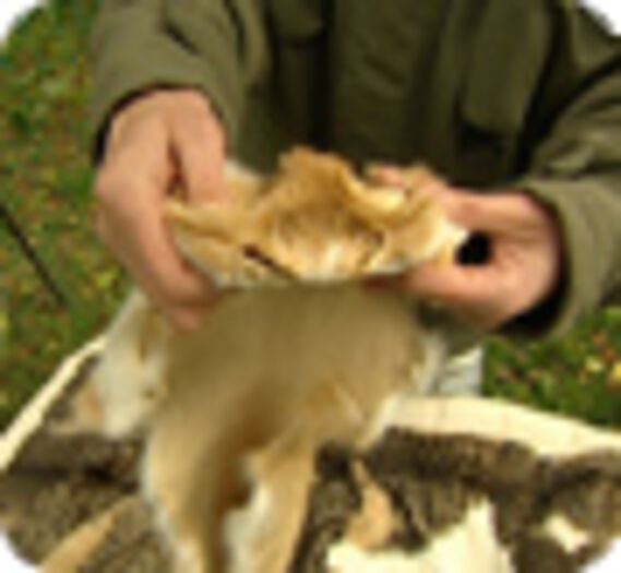 Image d'une peau de chats
