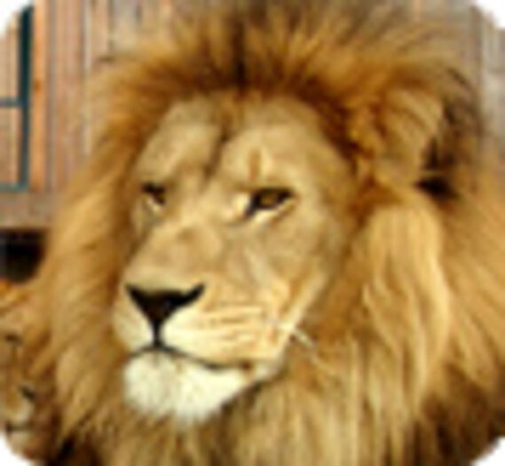 Un nouvel espace  pour les lions sauvés du cirque
