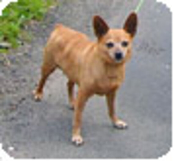 Chico, ancien chien battu... désormais heureux !