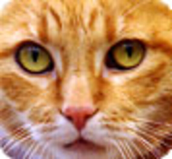 Les chats versaillais devraient être sauvés