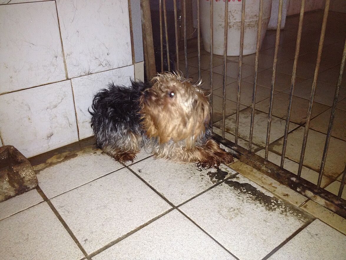 Un « élevage canin » fermé à titre définitif