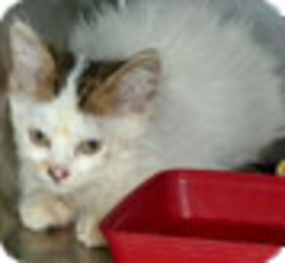 Un chaton sauvé grâce à la Fondation