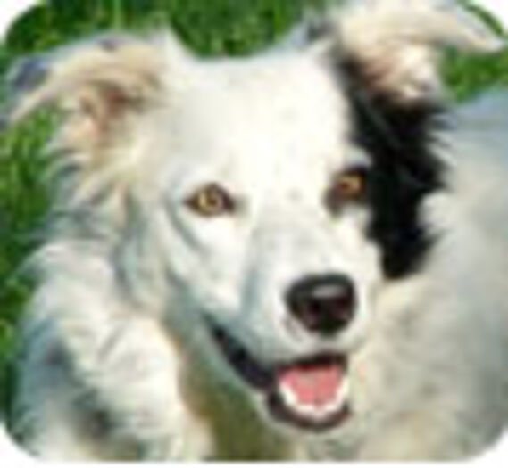 Chaser, le chien surdoué
