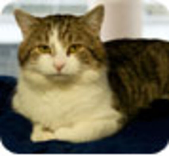Downing Street : Larry, un chat pas si chasseur !
