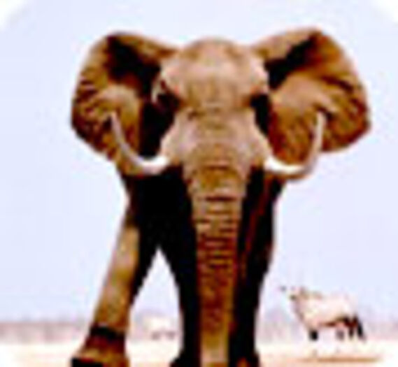 Trafic de bijoux en poils d'éléphant