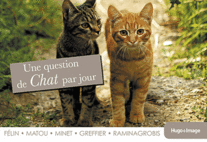 Une question de chat