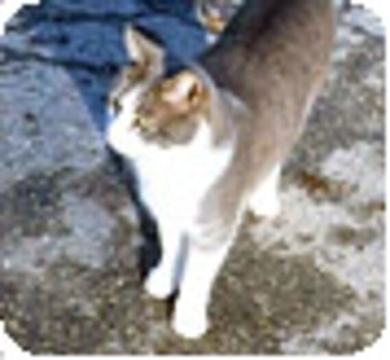 Un chat se rend quotidiennement sur la tombe de son maître