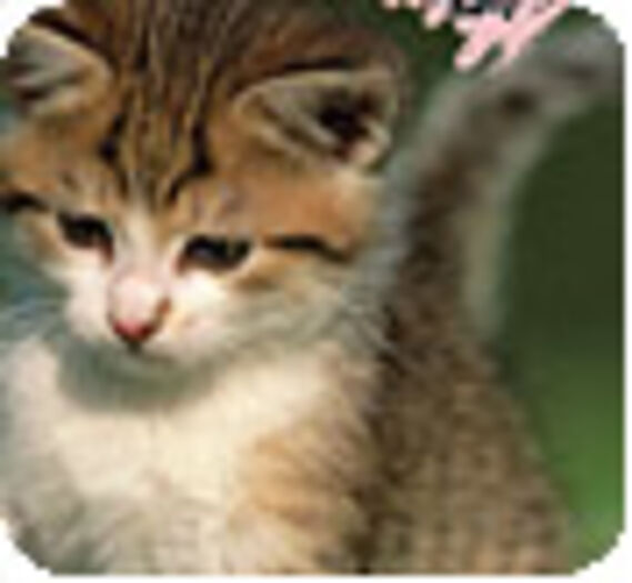 Les chats