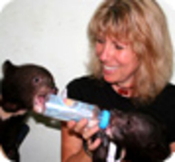 Sauvetage d'ours à collier au Vietnam