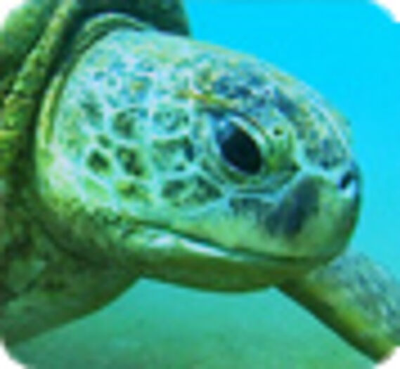 Des tortues marines brûlées vives