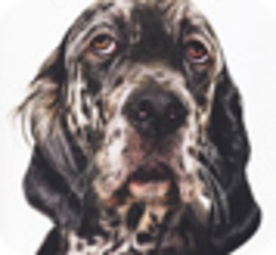 Humeur de chien