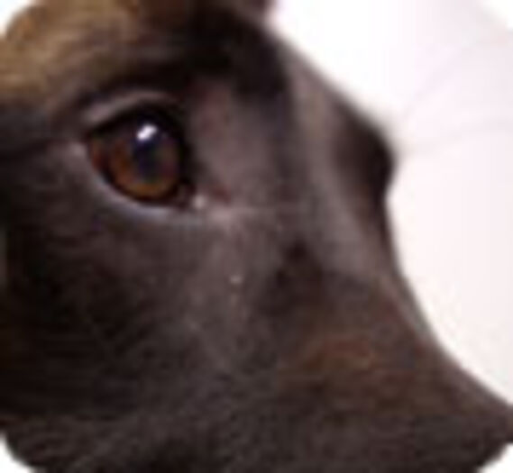 Un chien du Raid grièvement blessé par balles