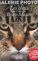 Ma galerie de photos Chats