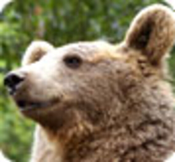 2010 début sans renouvellement du plan ours !