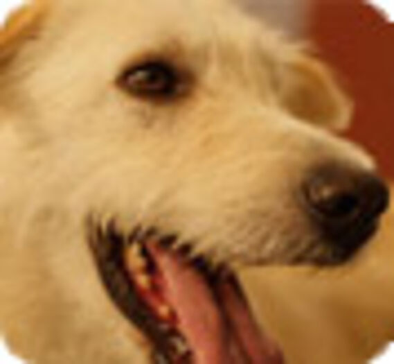 Les animaux du Salon de la Télé toujours à adopter ! (Vidéo)